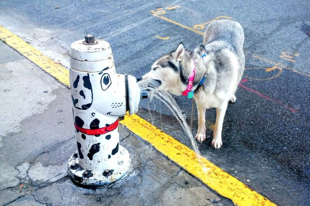 A photo of a husky drinking from a fire hydrant on the UWS